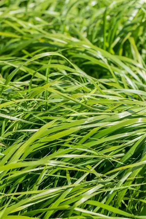 Calamagrostis acut. 'Waldenbuch' - P13 - image 5