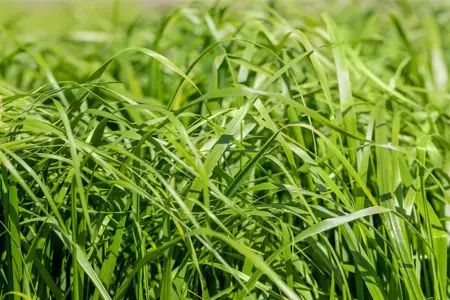 Calamagrostis acut. 'Waldenbuch' - 3 Ltr pot - image 3