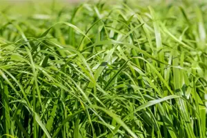 Calamagrostis acut. 'Waldenbuch' - P9 - image 3