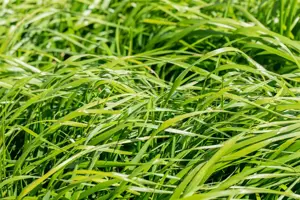 Calamagrostis acut. 'Waldenbuch' - P9 - image 4