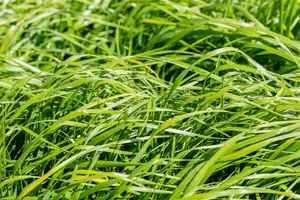 Calamagrostis acut. 'Waldenbuch' - 5 Ltr pot - image 4