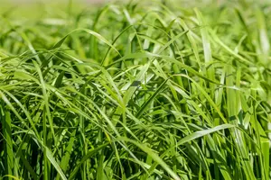 Calamagrostis acut. 'Waldenbuch' - P13 - image 3