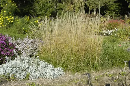 Calamagrostis acut. 'Waldenbuch' - 3 Ltr pot - image 1