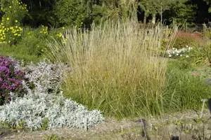 Calamagrostis acut. 'Waldenbuch'