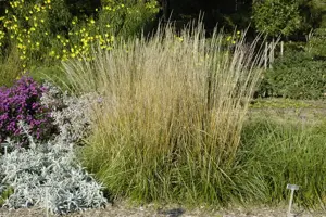 Calamagrostis acut. 'Waldenbuch' - P9 - image 2
