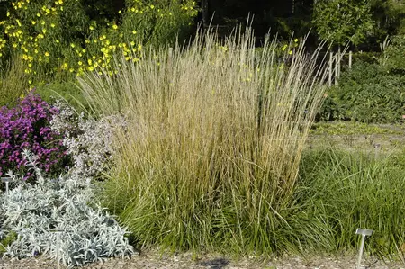 Calamagrostis acut. 'Waldenbuch' - 5 Ltr pot - image 2