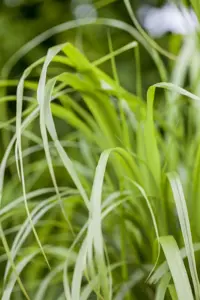 Calamagrostis brachytricha - 1.5 Ltr pot - image 2