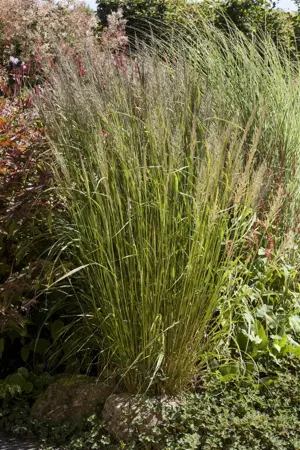Calamagrostis brachytricha - 1.5 Ltr pot - image 3