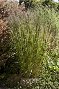 Calamagrostis brachytricha - 1.5 Ltr pot - image 3