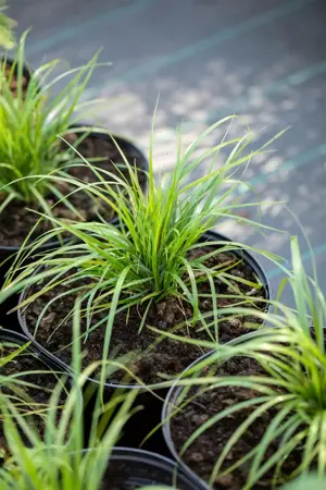 Calamagrostis brachytricha - 1.5 Ltr pot - image 5