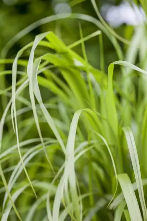 Calamagrostis brachytricha - P9 - image 2