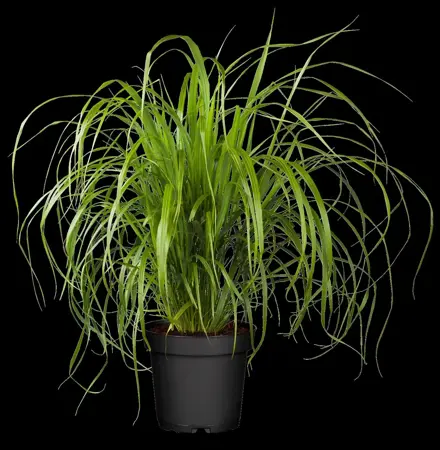 Calamagrostis brachytricha - 1.5 Ltr pot - image 1