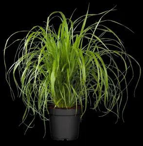 Calamagrostis brachytricha