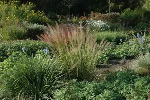 Calamagrostis brachytricha - 1.5 Ltr pot - image 4