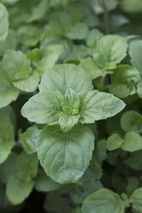 Calamintha grandiflora