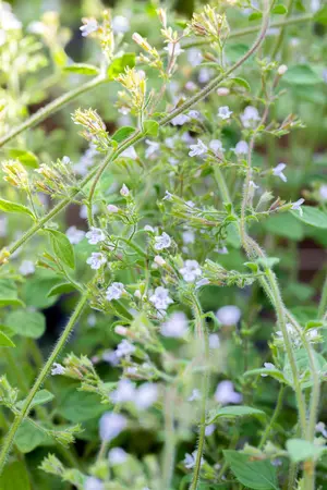 Calamintha n. 'Blue Cloud' - 2 Ltr pot - image 3