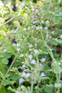 Calamintha n. 'Blue Cloud' - 2 Ltr pot - image 3