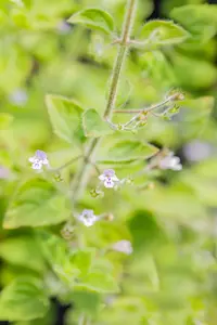 Calamintha n. 'Blue Cloud' - 2 Ltr pot - image 5