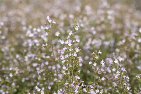 Calamintha n. 'Blue Cloud' - P9 - image 1