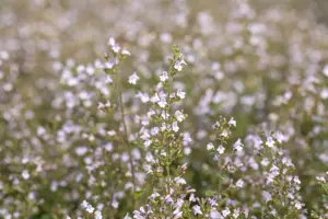 Calamintha n. 'Blue Cloud'