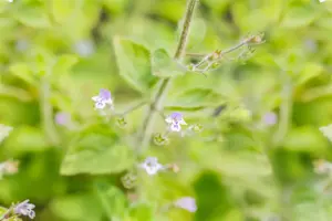 Calamintha n. 'Blue Cloud' - P9 - image 5