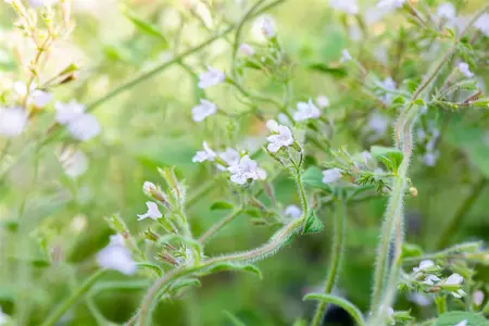 Calamintha n. 'Blue Cloud' - 2 Ltr pot - image 2
