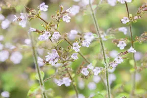 Calamintha n. 'Blue Cloud' - 2 Ltr pot - image 1