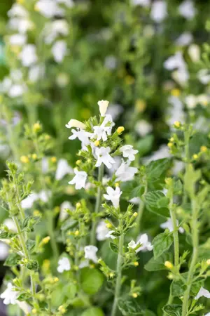 Calamintha n. 'Marveletta White' - P9 - image 2
