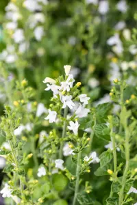 Calamintha n. 'Marveletta White' - P9 - image 2