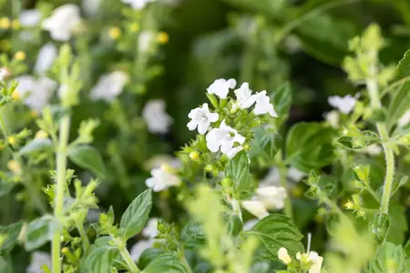 Calamintha n. 'Marveletta White' - P9 - image 3