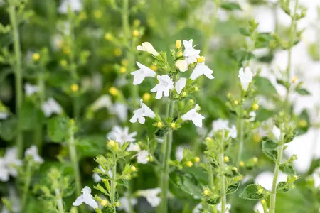 Calamintha n. 'Marveletta White' - P13 - image 1