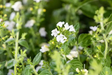 Calamintha n. 'Marveletta White' - P13 - image 3