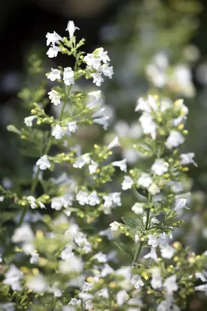 Calamintha n. nepeta - P13 - image 1