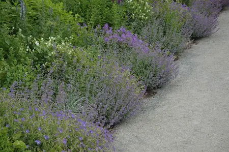 Calamintha n. nepeta - PLUG/CELGROWN 100 CEL TRAY - image 4