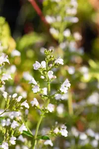 Calamintha n. 'Triumphator' - P9 - image 5