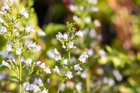 Calamintha n. 'Triumphator' - P9 - image 4