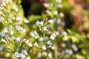 Calamintha n. 'Triumphator' - P9 - image 4