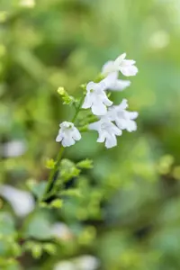 Calamintha n. 'Weisse Riese' - P9 - image 2