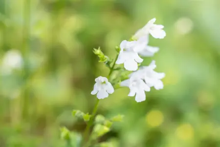 Calamintha n. 'Weisse Riese' - P9 - image 3