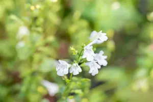 Calamintha n. 'Weisse Riese'