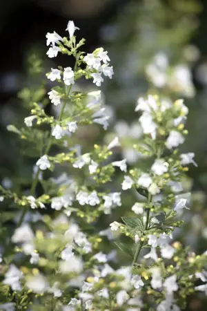 Calamintha nepeta - 2 Ltr pot - image 1