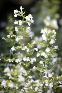 Calamintha nepeta