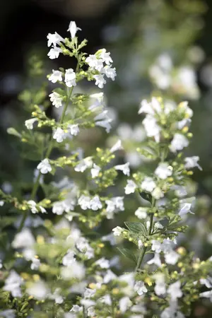 Calamintha nepeta - LINERS 24 CEL TRAY P9 SIZE - image 1