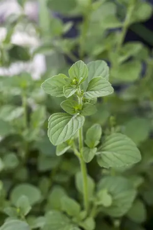 Calamintha nepeta - LINERS 24 CEL TRAY P9 SIZE - image 2