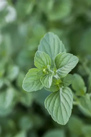 Calamintha nepeta - LINERS 24 CEL TRAY P9 SIZE - image 3