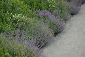Calamintha nepeta - 2 Ltr pot - image 4