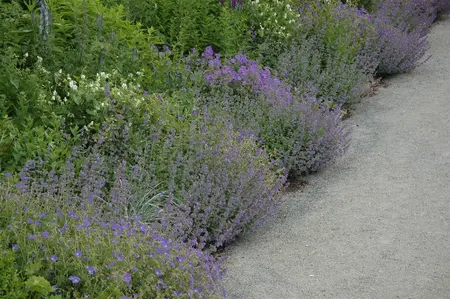 Calamintha nepeta - LINERS 24 CEL TRAY P9 SIZE - image 4