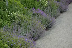 Calamintha nepeta - LINERS 24 CEL TRAY P9 SIZE - image 4