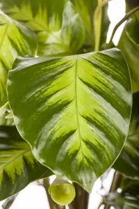 Calathea 'Greenstar' - P13 - image 2