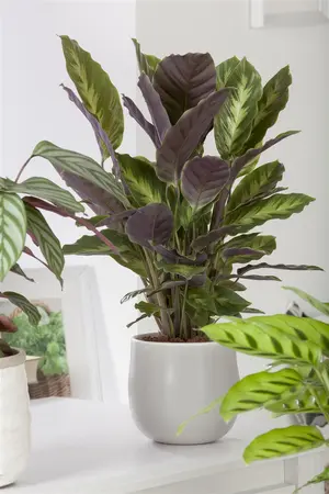 Calathea 'Greenstar' - P13 - image 5